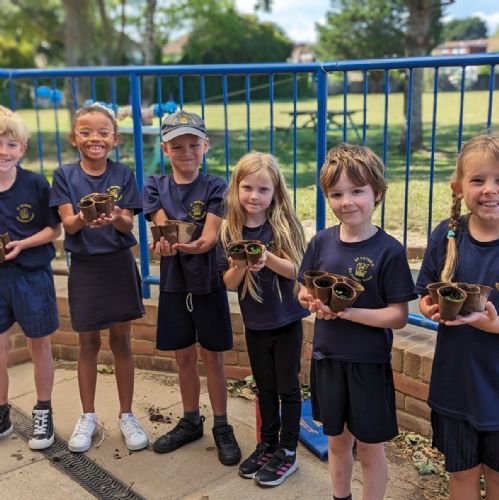 At Eco Club we've been planting some wild flower seeds