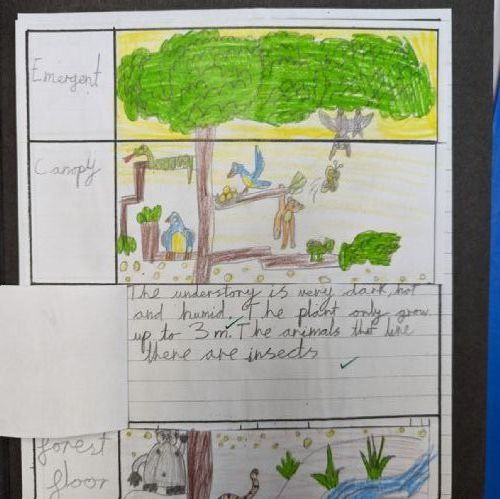 We researched and learnt about the different layers of the rainforest including what types of animals and plants can be found there.