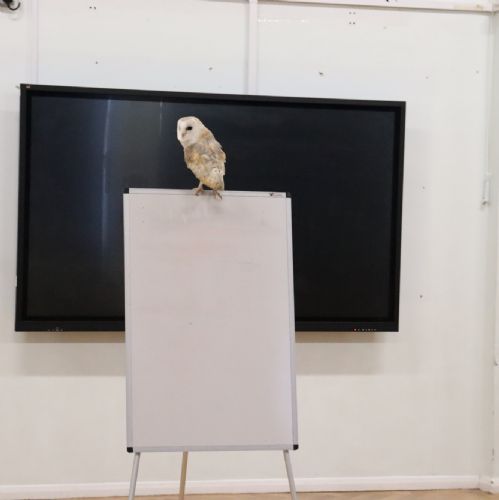 Buzby the Barn Owl