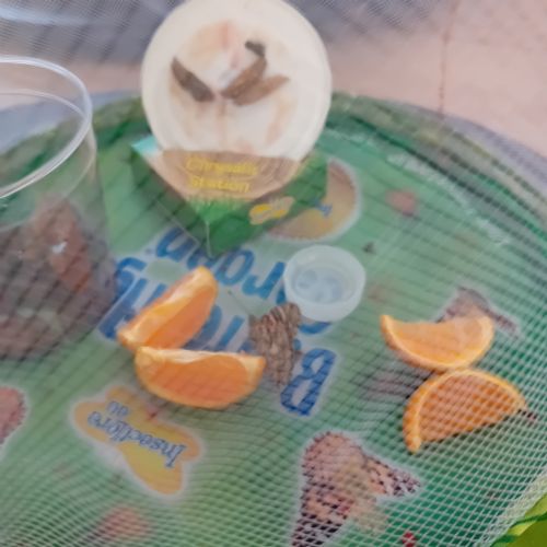 The butterflies day 1
